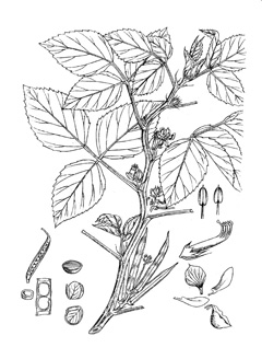 Cyamopsis tetragonoloba Guar, Cluster Bean